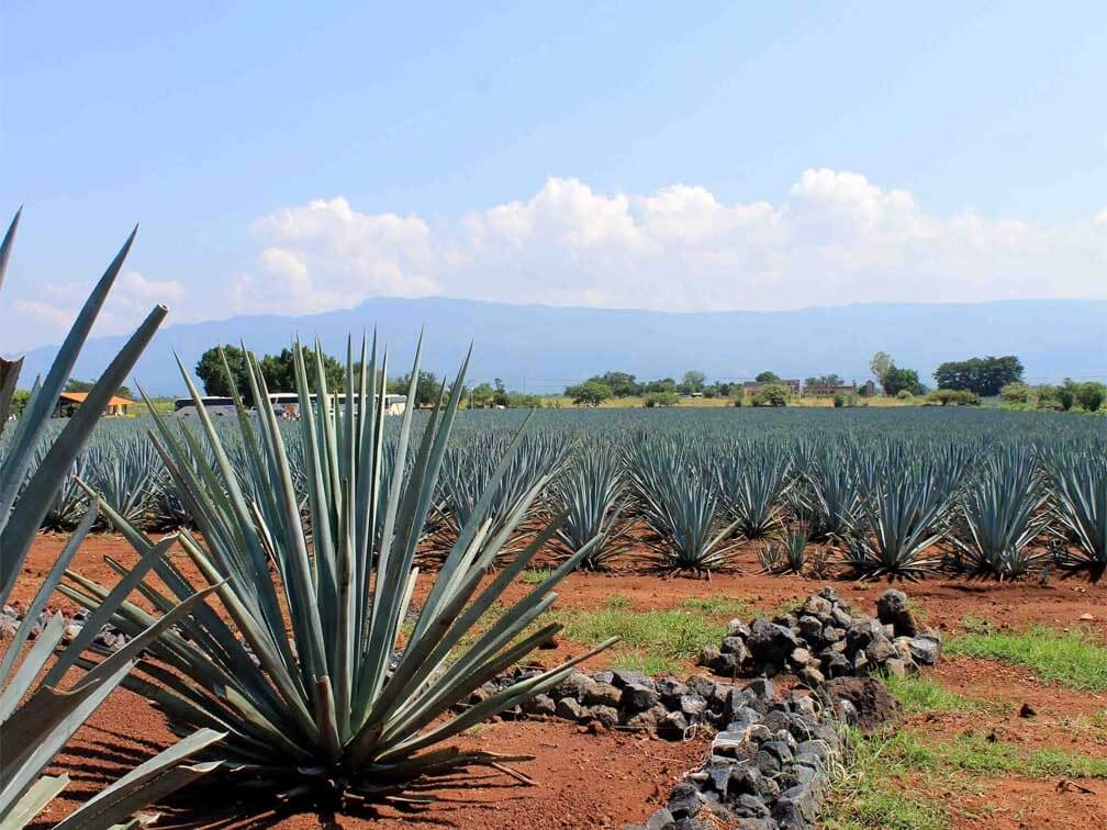 Collection O Hotel Monte Agave
