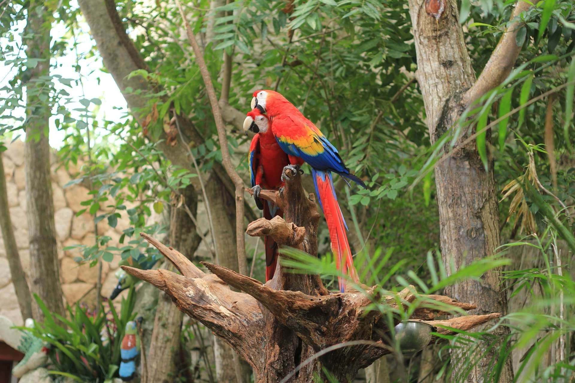 Jungle Beach Hotel Manuel Antonio