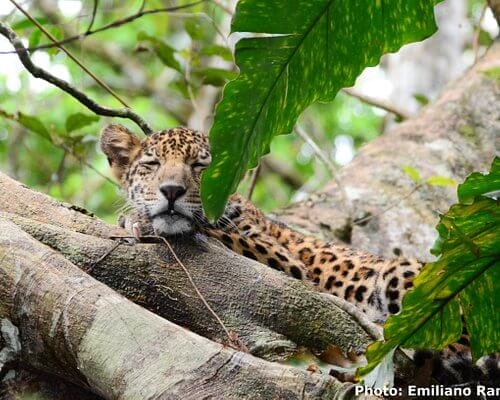 Hospedaje Reina Arriera Amazonas