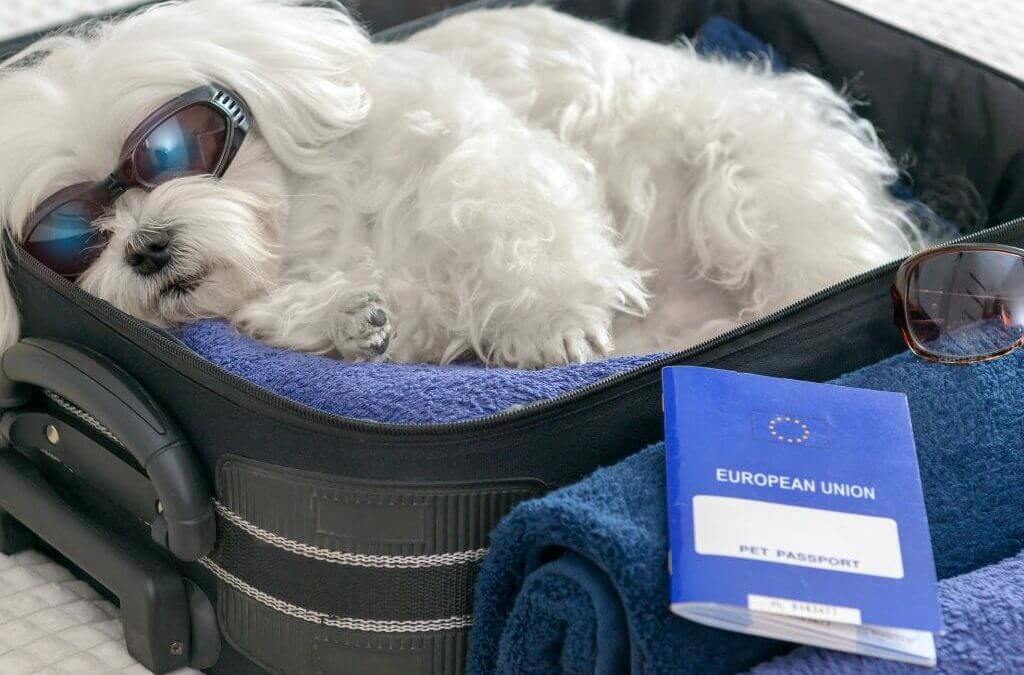 CUÁNTO CUESTA VIAJAR EN AVIÓN CON TU MASCOTA